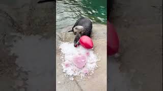 Sea otters play with Valentines Day treats at Point Defiance Zoo amp Aquarium in Tacoma Washington [upl. by Tehc]