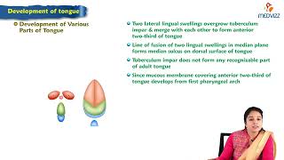 Development of tongue  Embryology Lecture [upl. by Neyuh]