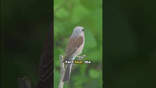 Shrike 8 Unbelievable Facts Unveiled wildlife [upl. by Grunenwald13]