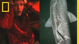 Unexpected Shark Gives Explorer Shock of His Life  National Geographic [upl. by Nesto128]