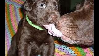 I nostri cuccioli labrador chocolate giocano con mamma Mafalda e con la coda di nonna Choco [upl. by Garneau]