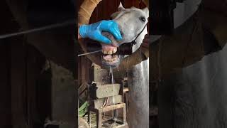 rechinar los dientes para los caballos animalrescue horselover animals horse help [upl. by Ares]