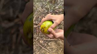 The mango fell on my head and it hurt a lot shorts bushcraft outdoor viralvideo survival [upl. by Grantham110]