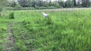 Wolf hybrid howling at the dog park [upl. by Bridge]