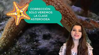 Características de la Clase ⭐ Asteroidea ⭐ Equinodermos estrellas de mar [upl. by Akimrej471]