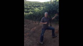 Daryl Grooms Alexander Valley Cabernet vineyard [upl. by Annehcu]