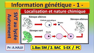 Information génétique nature chimique et localisation dans la cellule [upl. by Solotsopa429]