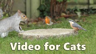 Cat TV  A Perfect Video for Cats to Watch Birds and Squirrels [upl. by Niamart365]