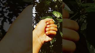 Short germination video☘ [upl. by Acihsay]