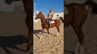 Horse riding canter morning animals fyp fyptiktok [upl. by Ahseenyt]