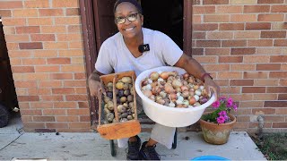 Onion and Potato Harvest [upl. by Laraine271]