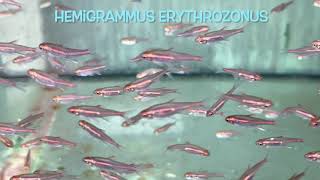 Hemigrammus erythrozonus [upl. by Dov]