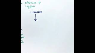 Lactic Acid fermentation  Pyruvate to Lactate formation in Glycolysis  Oxygen deprived glycolysis [upl. by Thea]