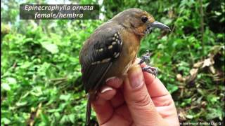 Understory Insectivorous Birds of the Amarakaeri Communal Reserve [upl. by Bolen]