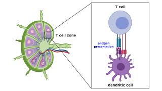 Structure and Immune Function of the Lymphatic System [upl. by Skantze786]