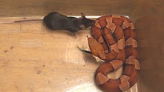 What You Need To Know About Copperheads [upl. by Otilegna547]