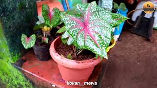 Plant Nursary Shootuot  vaibhavwadi kusur kokan malvan [upl. by Hesky]