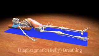 Diaphragmatic Belly Breathing [upl. by Siderf486]