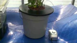 DWC Hydroponics Bucket System [upl. by Walcoff]