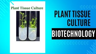 plant tissue culture steps types callus cell suspension meristem anthar protoplast class [upl. by Lello994]