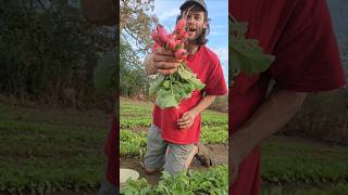 Radish harvest for dinner [upl. by Emalia601]