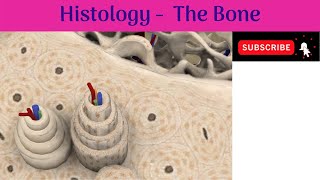 Histology of Bone  Woven Bone amp Lamellar Bone  Haversian system  Anatomy mbbs education [upl. by Airotnahs445]