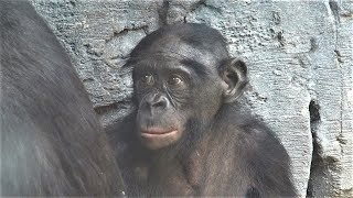 Bonobos at Jacksonville Zoo [upl. by Dyche105]