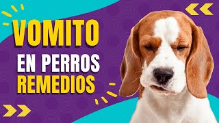 🐾🐶4 REMEDIOS CASEROS PARA EL VOMITO EN PERROS [upl. by Seroled913]