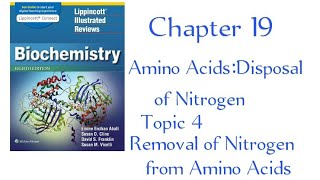 Oxidative Deamination transport of ammonia chapter 19 Lippincott [upl. by Virgin]