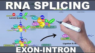 RNA Splicing Mechanism [upl. by Giacomo]