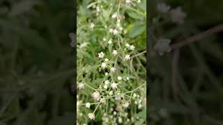 parthenium hysterophorus harmful plants plantlife [upl. by Odragde635]