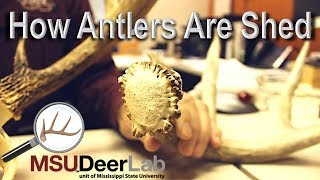 How Antlers Are Shed [upl. by Shelli]