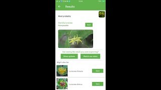 PlantSnap identifies a Honeysuckle Diervilla lonicera [upl. by Agnella]