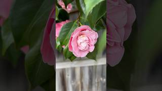 Camellias up close  beautiful flowers flowers [upl. by Palla]