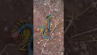 nature centipede animals echinocereus insects wildlife reptiles art gokudrawingsupersaiyan [upl. by Phineas]