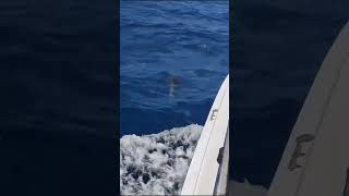 Offshore bottlenose dolphins Parlatuvier Tobago [upl. by Razid]