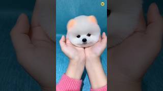 Teacup dog price  Cute Pomeranian dog price  Rajesh5G rajesh5g shorts viral tranding cutedog [upl. by Yaned317]