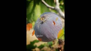 Cératite mouche méditerranéenne des fruits ذبابة الفاكهة المتوسطية [upl. by Ahsiekim]