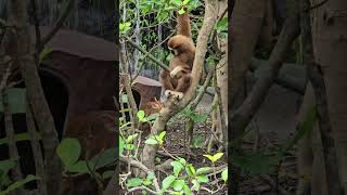 白手長臂猿Whitehanded Gibbon與山羌FormosanReevesMuntjacTaipei Zoo [upl. by Vine]