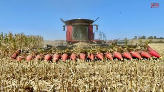 16 ROW CORN HEAD Combines Harvesting [upl. by Madonia854]