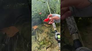 Best fishing rod in cheap rate viralvideo shorts youtubeshorts [upl. by Megan]