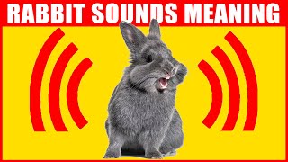 14 Sounds Rabbits Make and What They Mean [upl. by Christin676]