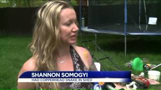 Copperhead snakes seem to be everywhere in Central Virginia [upl. by Edina]