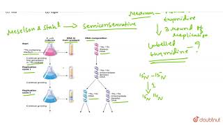 DNA having labelled thymidine is allowed to replicate in medium having nonradioactive [upl. by Atled437]