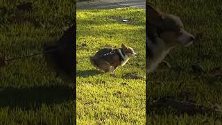 Cutest dog pooping corgimini Australia shepherd mix [upl. by Yahsed]