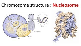 Chromatin structure  Nucleosome [upl. by Tadio36]