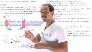 Glucagon Signal Pathway [upl. by Wystand]