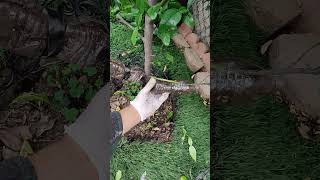 1 of 2 test kaffir lime tree propagation by cuttings dirt amp water bottle 52323 [upl. by Jeannine]