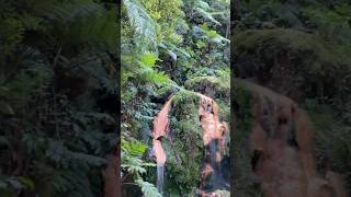 São Miguel  Caldeira Velha nature beautiful funny azores shorts asmr [upl. by Beyer717]