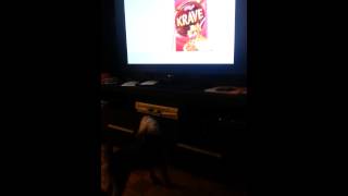 Kelloggs commercial  dog barks at the bunny [upl. by Ragan]